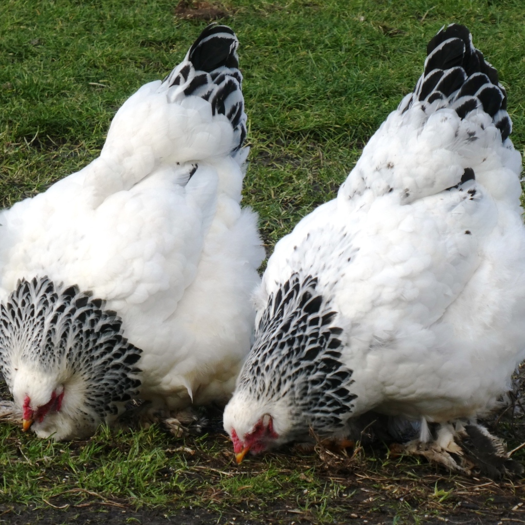 Две домашние курицы на зеленой траве