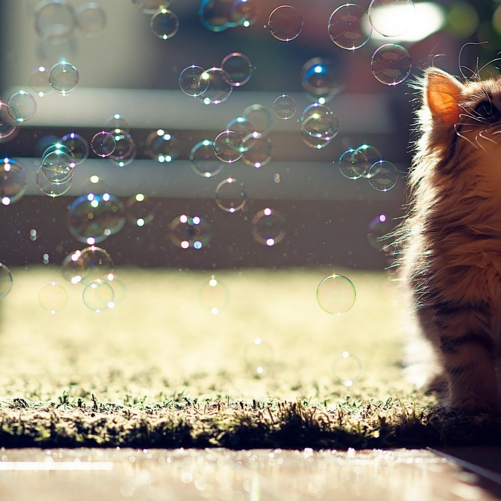 Маленький серый котенок с мыльными пузырями