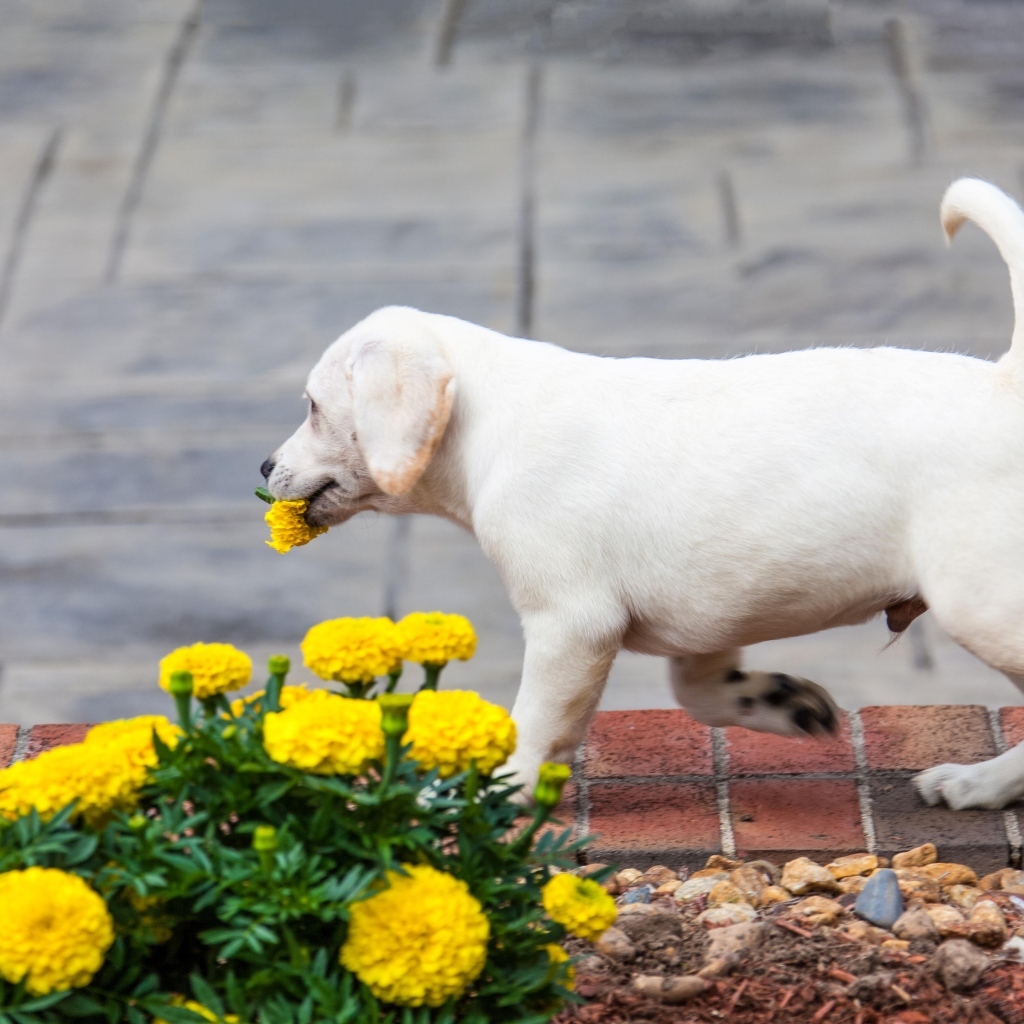 Щенок лабрадора рвет цветы на клумбе