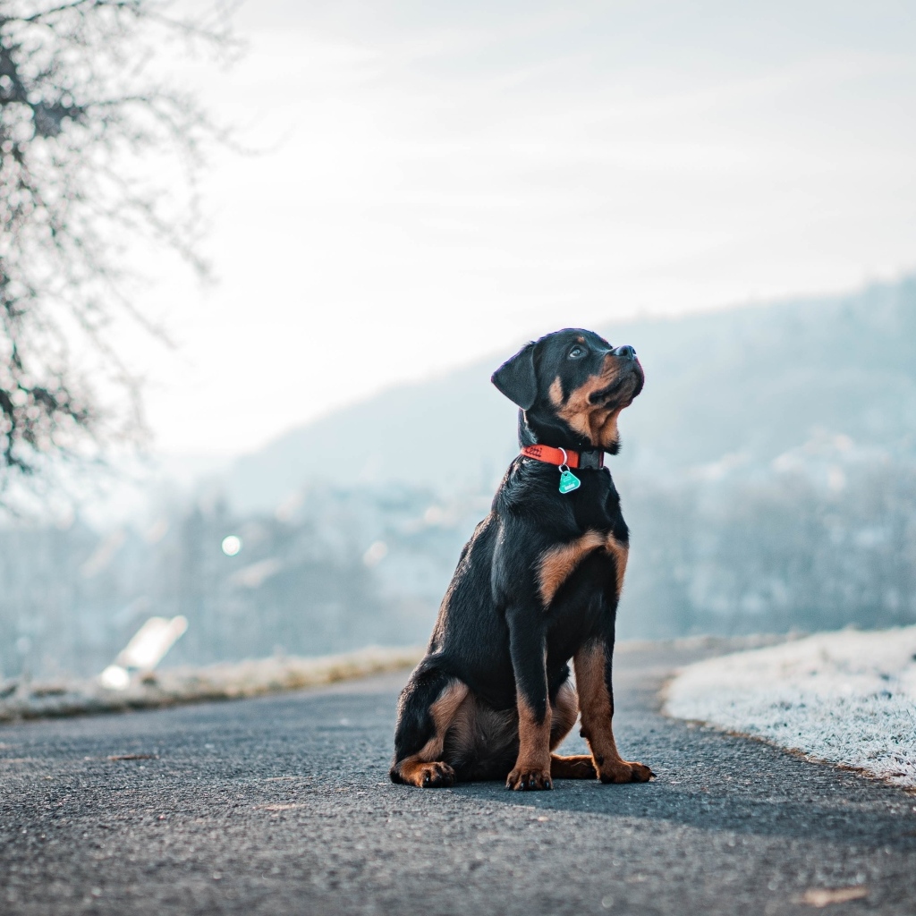 Ротвейлер сидит на дороге зимой