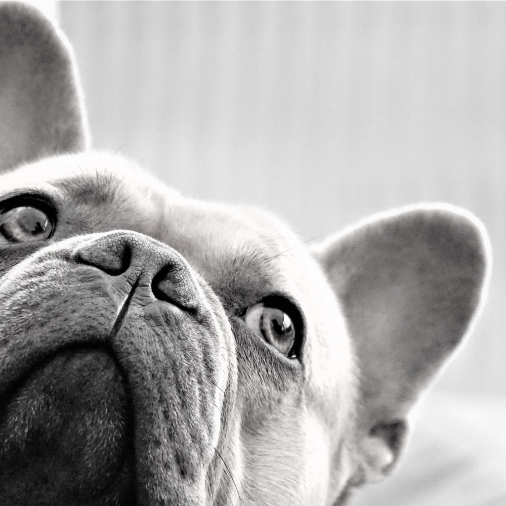 Грустная морда французского бульдога