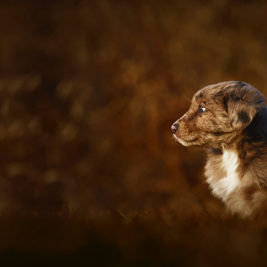 Маленький коричневый щенок крупным планом