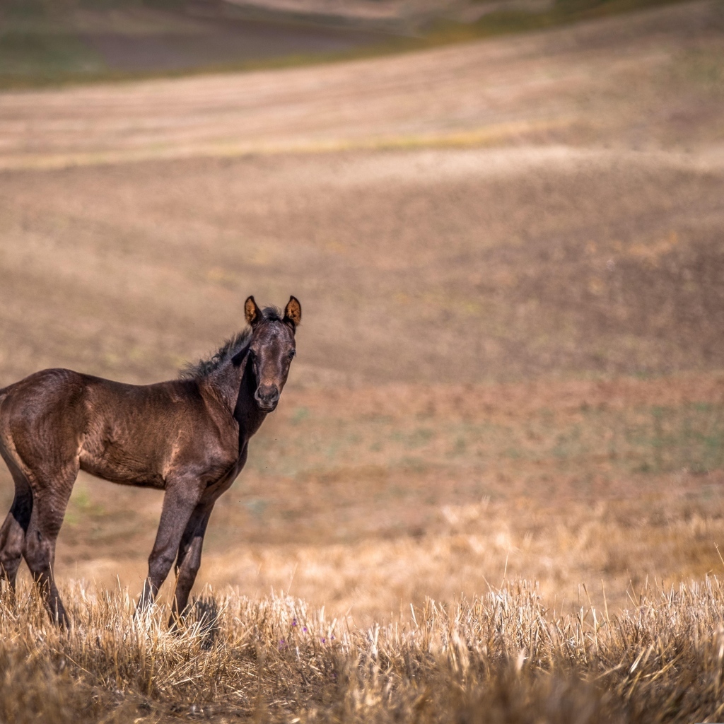 Жеребенок на пастбище 