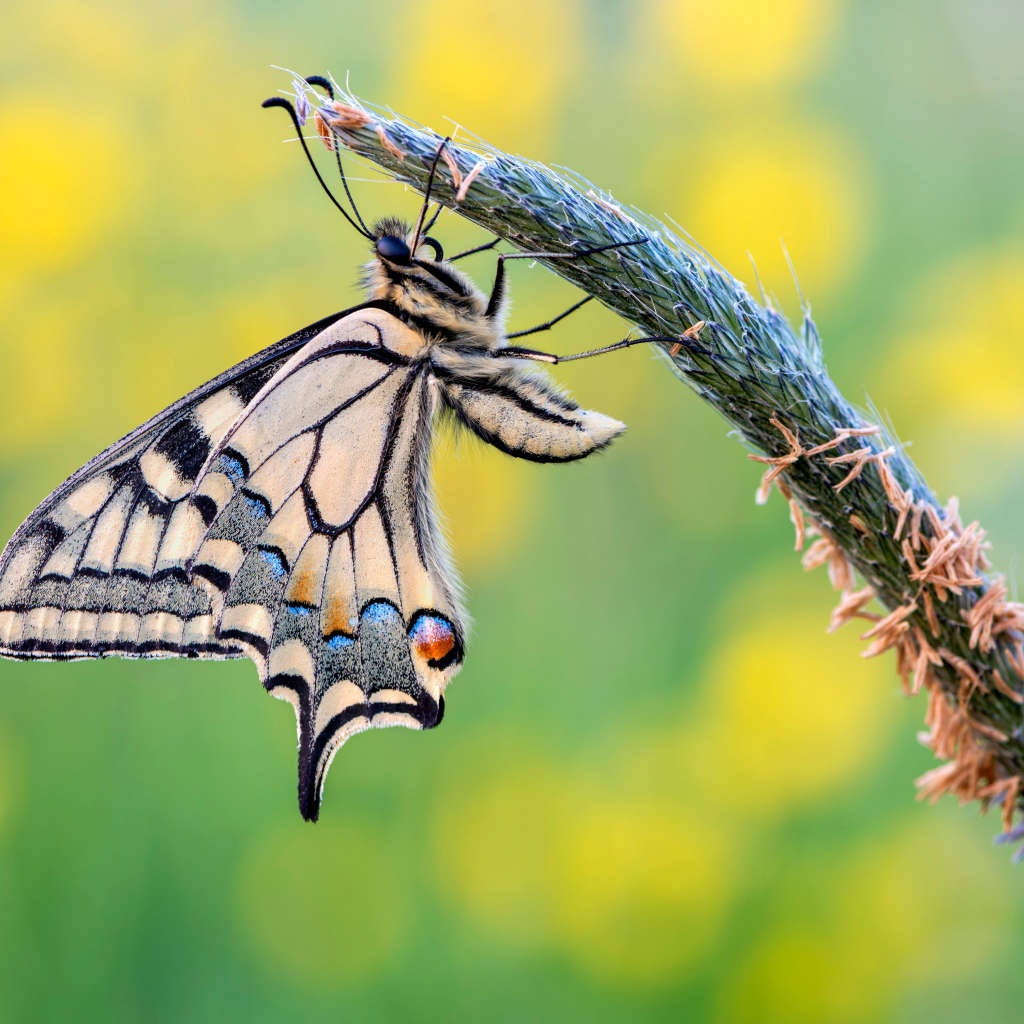 Красивая бабочка махаон сидит на колоске