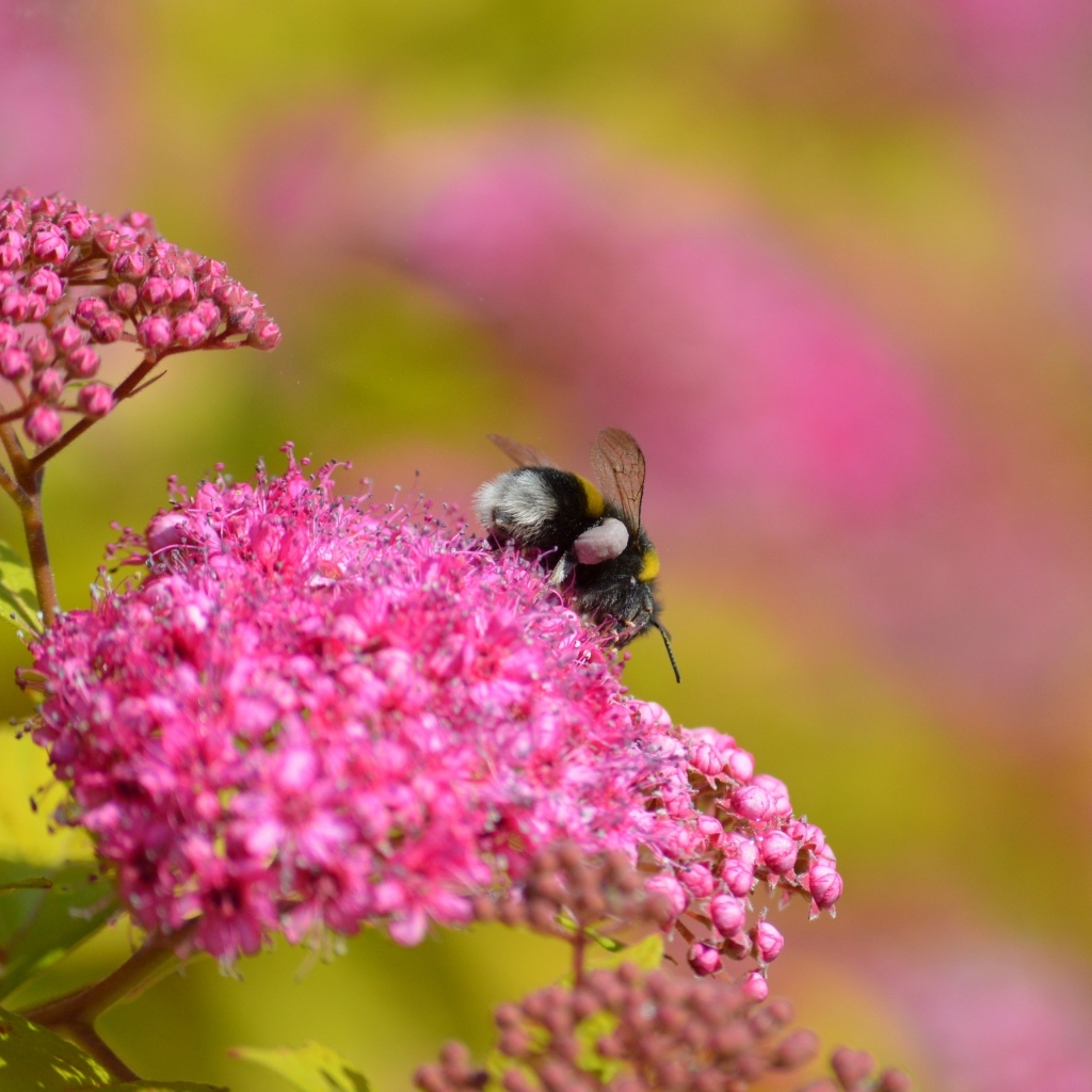 Шмель собирает пыльцу с розовых цветов