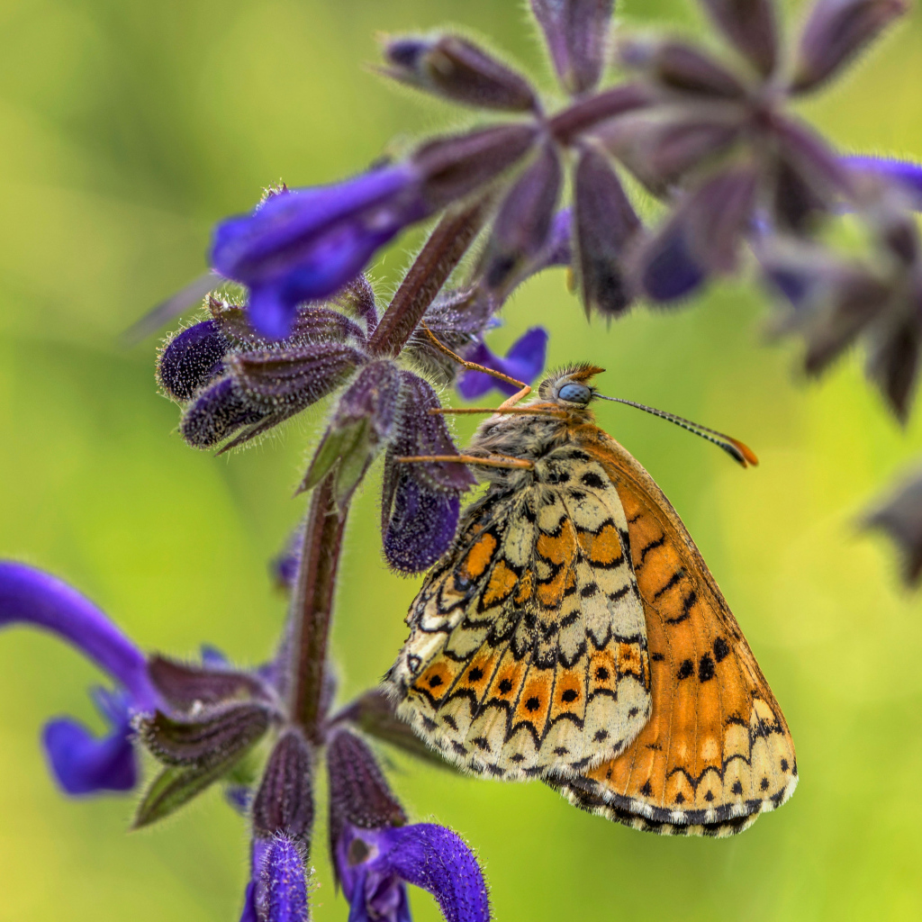 Бабочка висит на ветке  с синими цветами