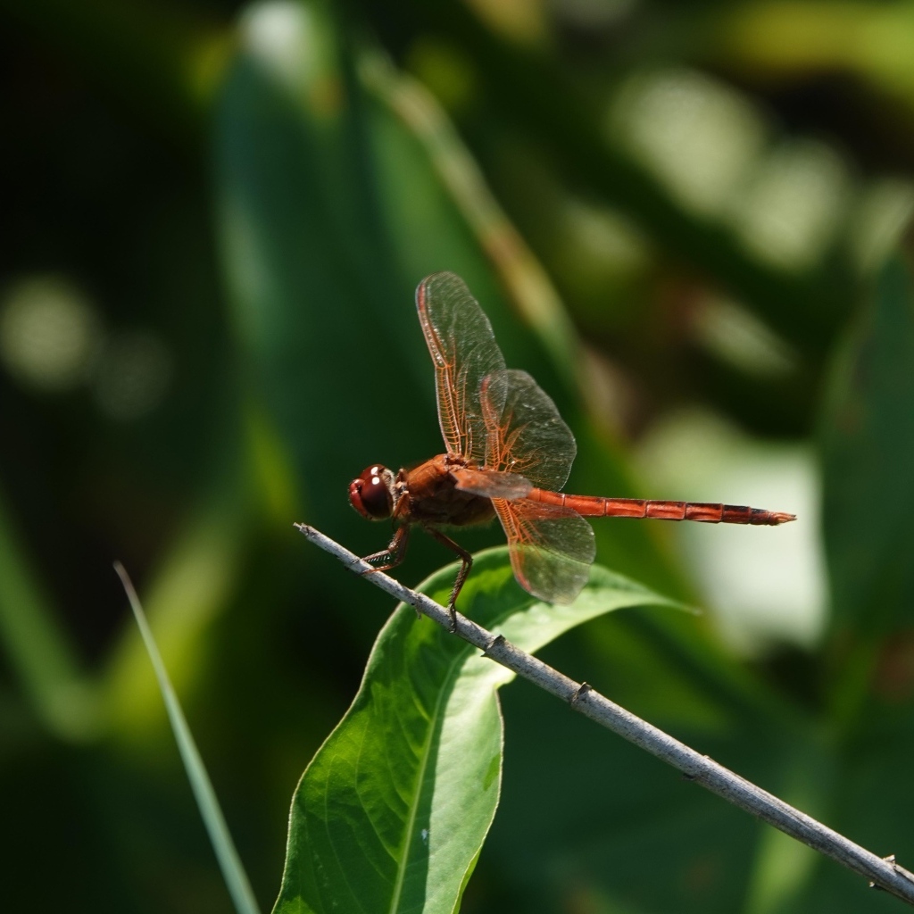 Стрекоза с прозрачными крыльями сидит на ветке
