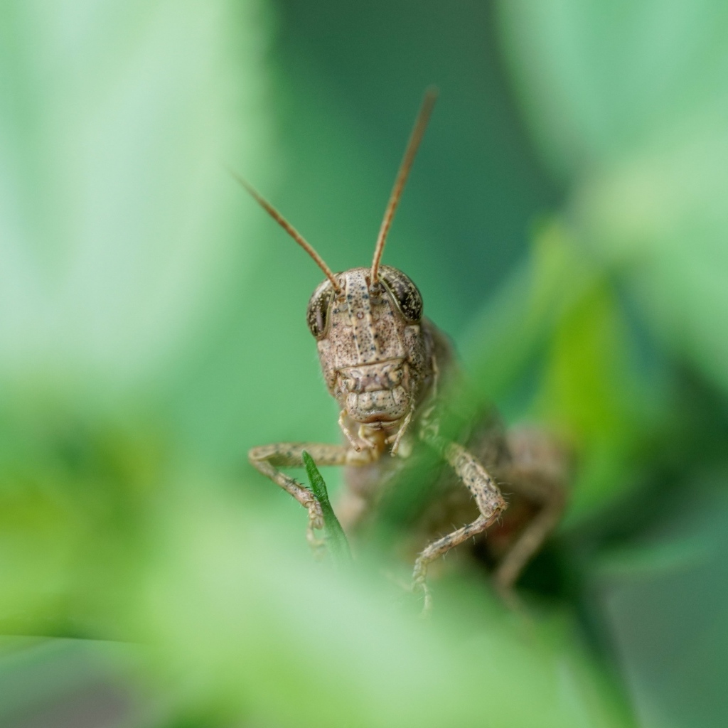 Большой кузнечик прячется в листьях 