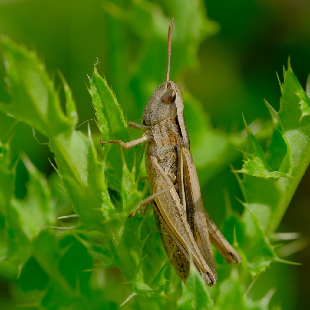 Большой кузнечик сидит на зеленой траве