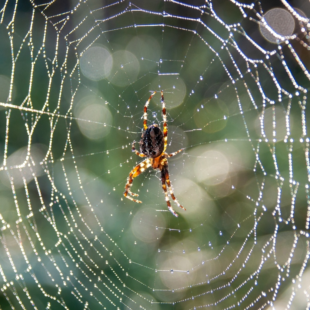 Большой паук в паутине охотится