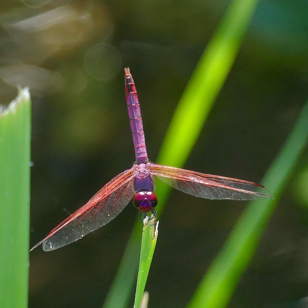 Сиреневая стрекоза сидит на зеленой траве