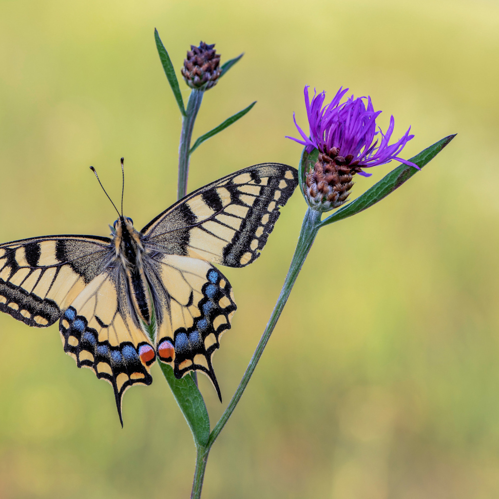 Бабочка махаон сидит на сиреневом цветке
