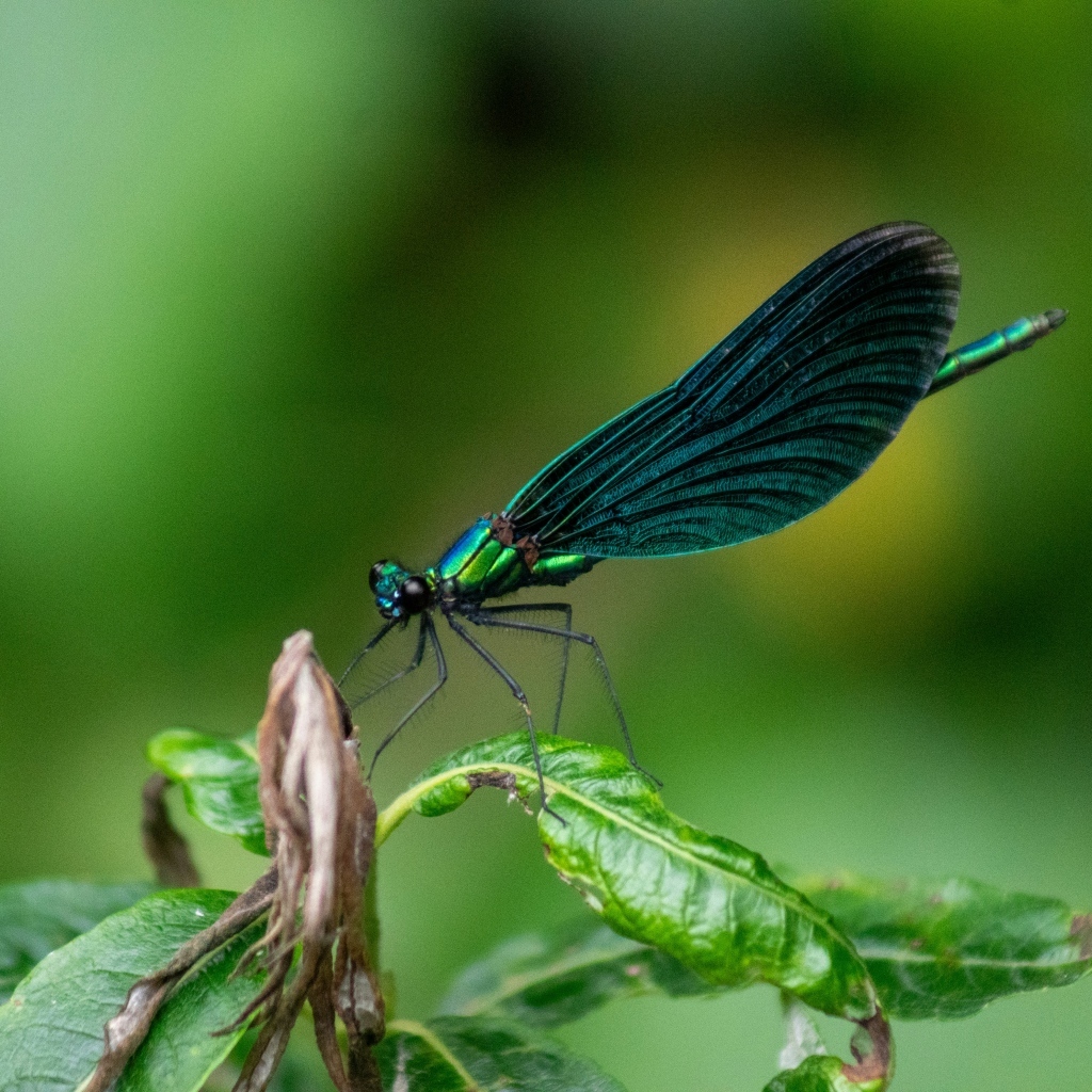 Красивая зеленая стрекоза на листе