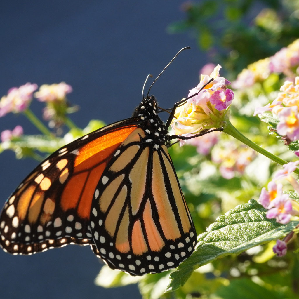 Коричневая бабочка на розовом комнатном цветке