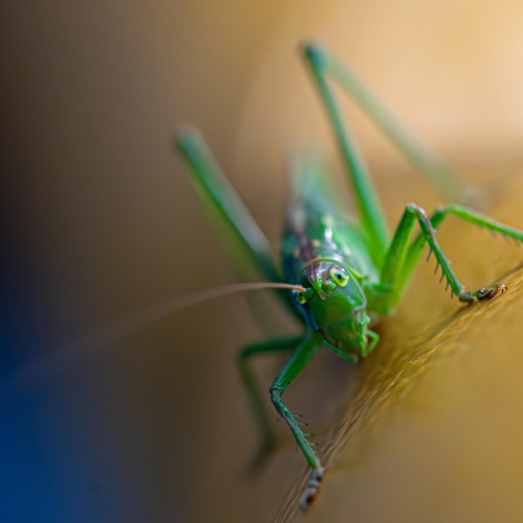 Большой зеленый кузнечик крупным планом
