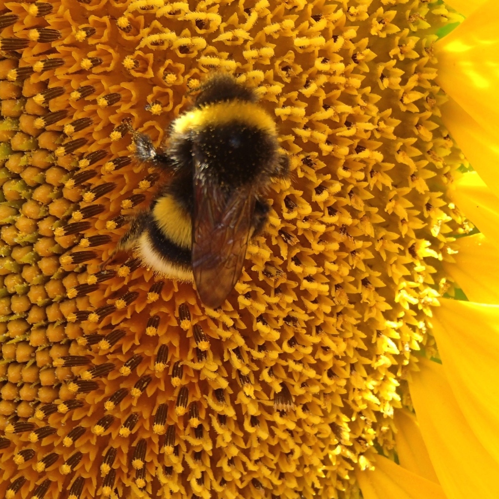 Большой полосатый шмель на цветке подсолнуха