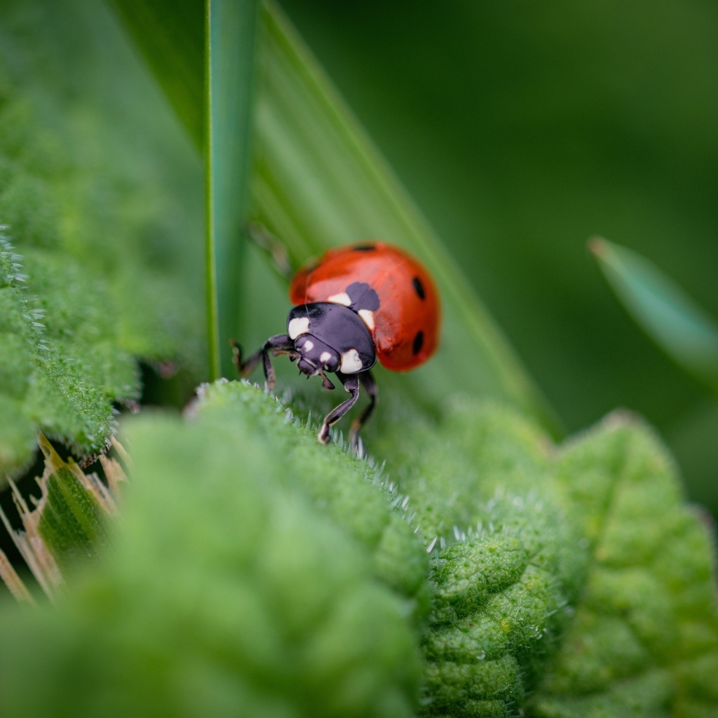 Маленькая божья коровка на зеленом листке