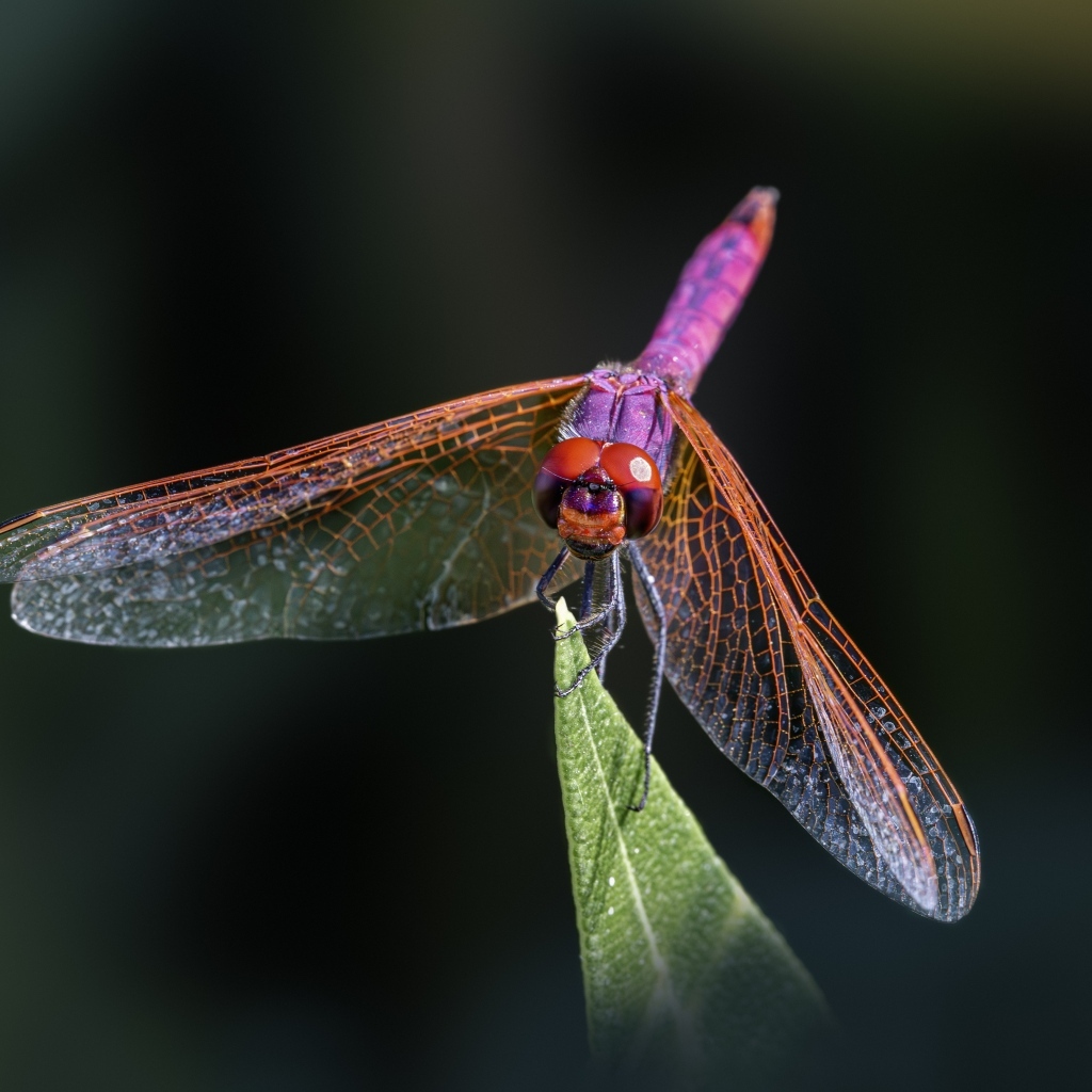 Розовая стрекоза сидит на зеленом листе крупным планом