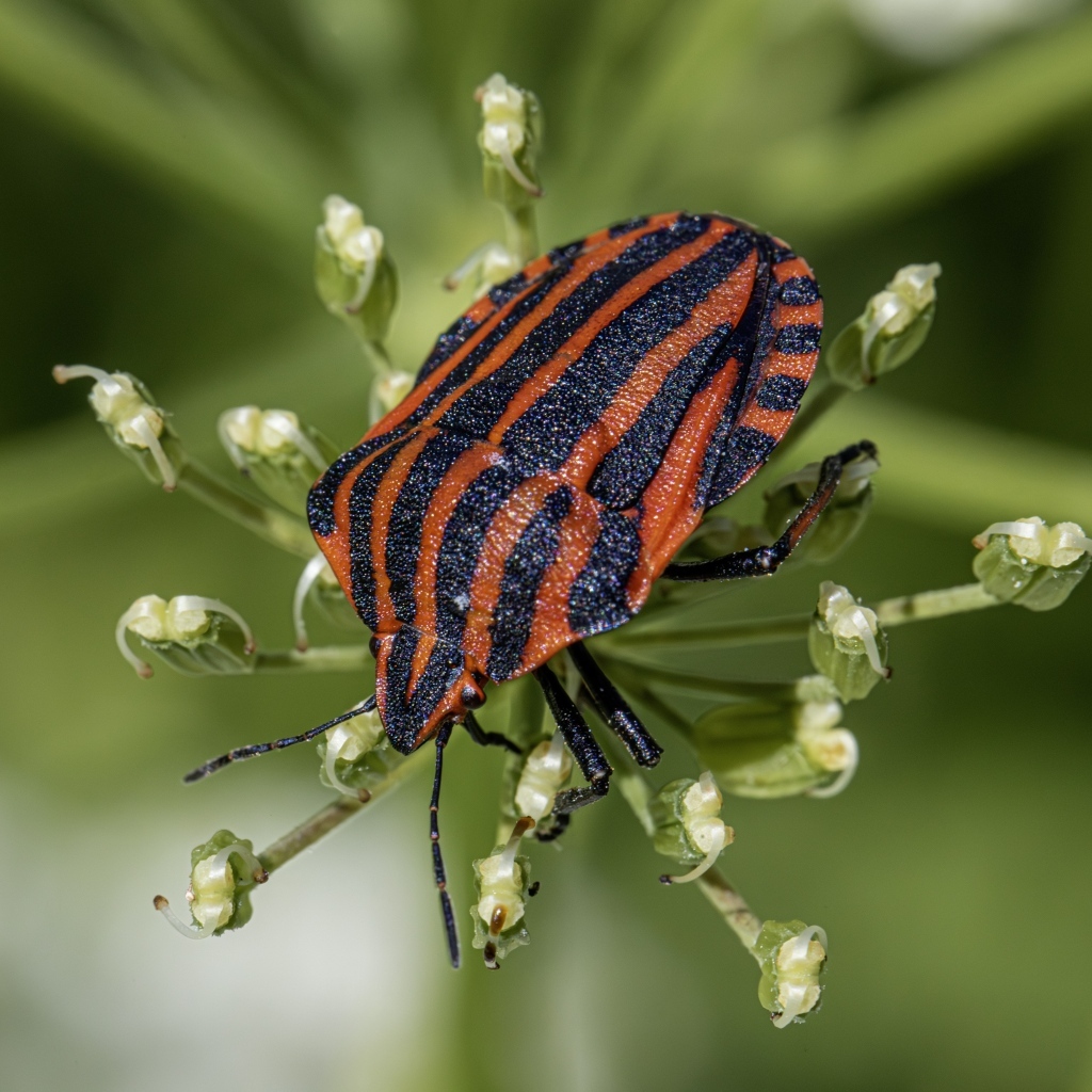 Красный клоп сидит на растении