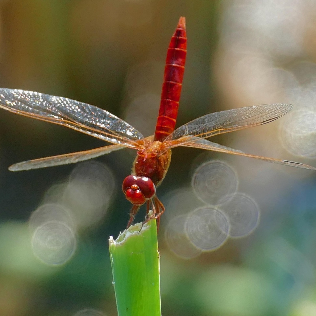 Красная стрекоза с большими крыльями сидит на зеленой траве
