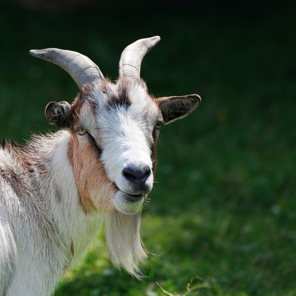 Домашний козел с большой бородой