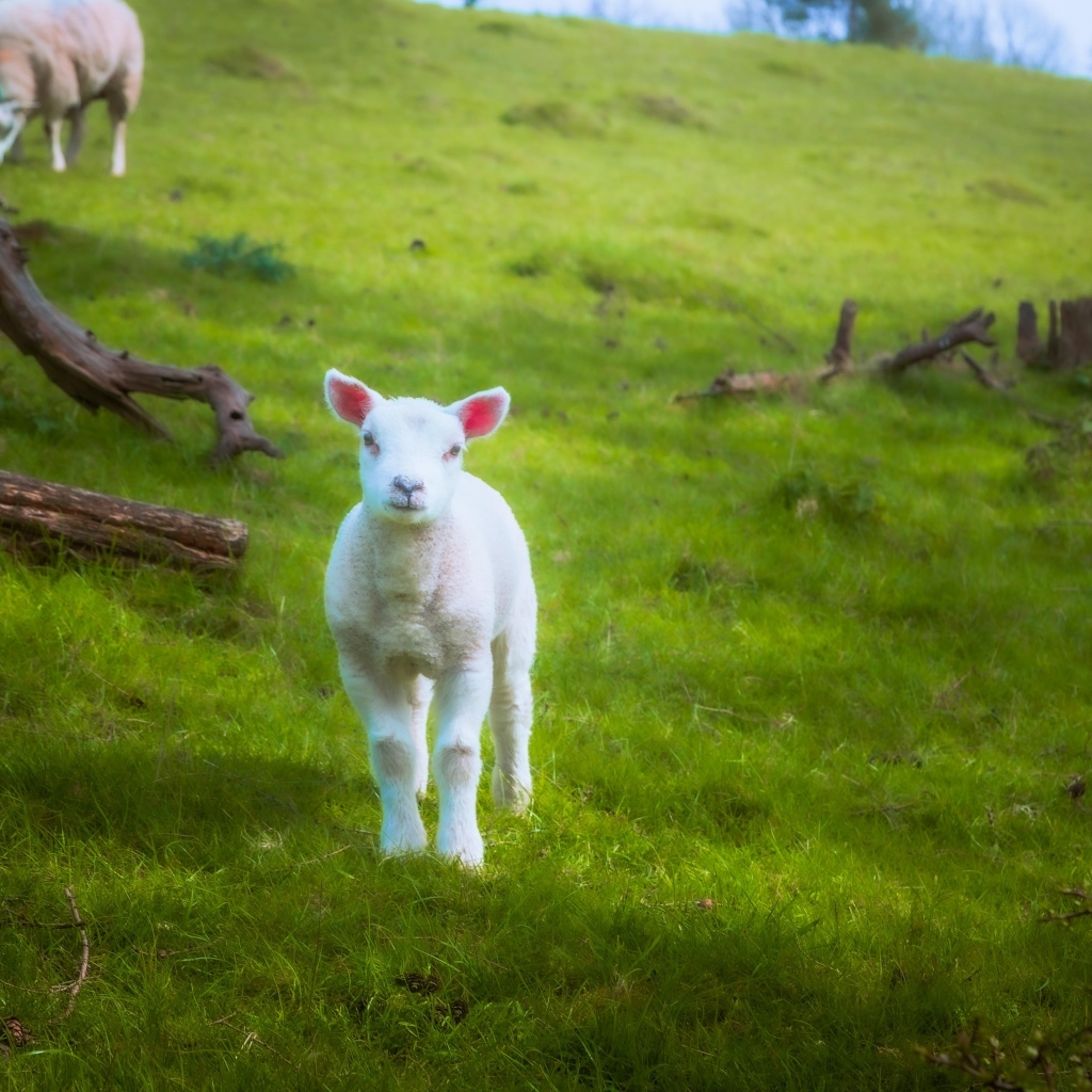 Маленький белый ягненок на зеленой траве