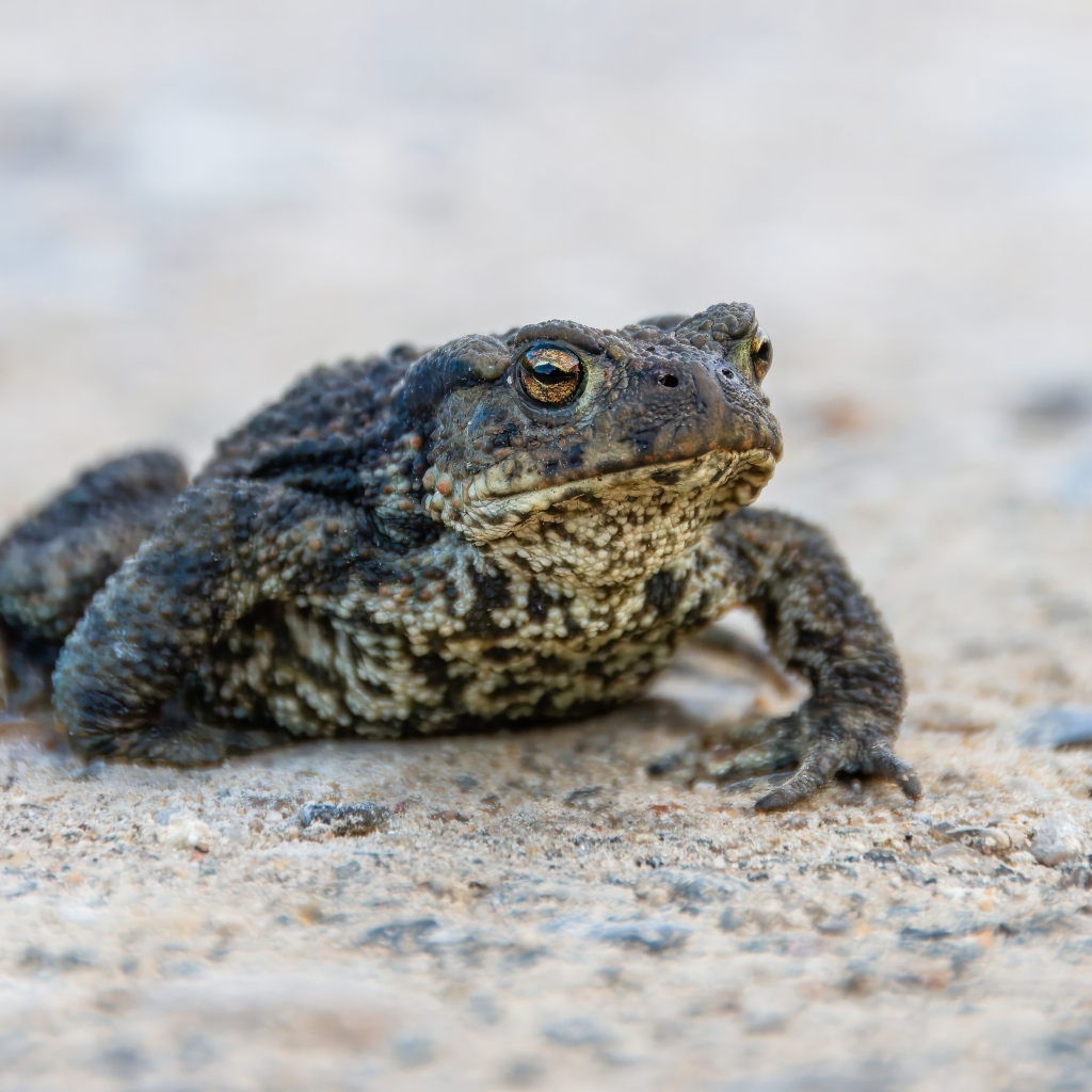 Большая жаба сидит на песке 