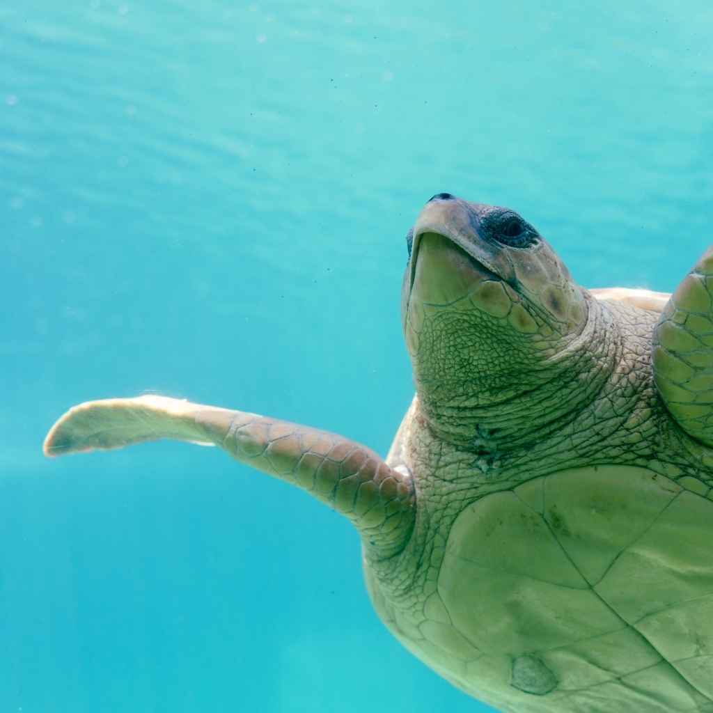 Большая черепаха плывет под водой