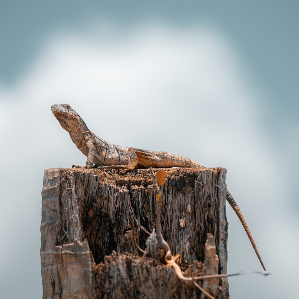 Ящерица сидит на сухом пне