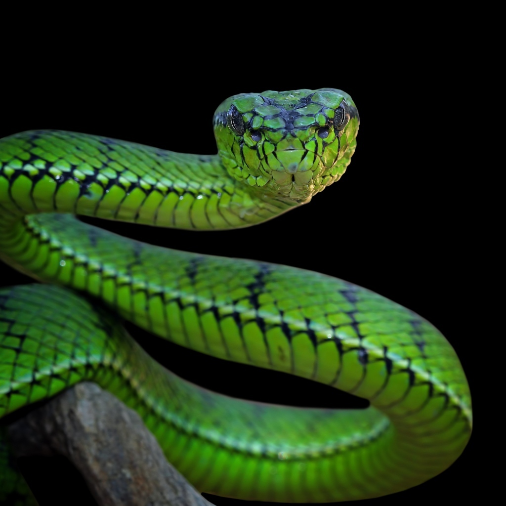 Большая зеленая змея на черном фоне