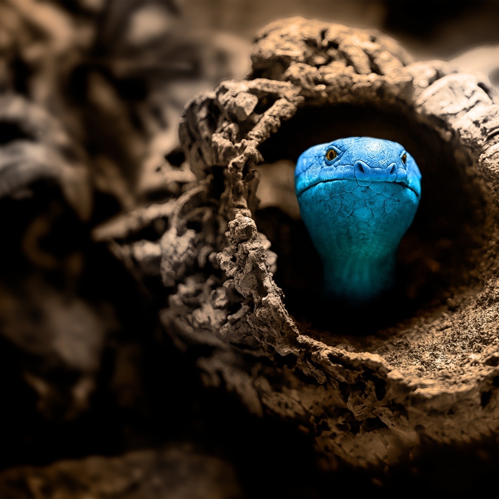 Голубая змея прячется в коряге