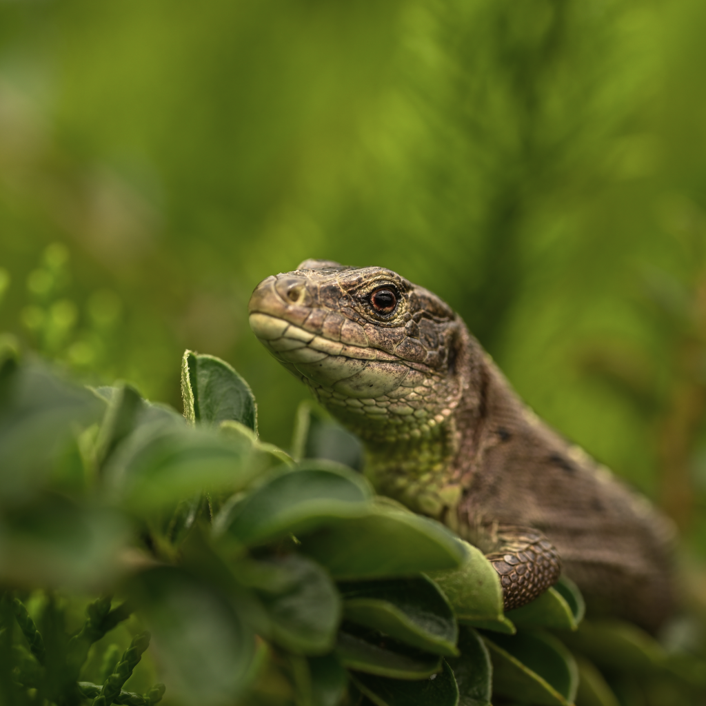 Большая серая ящерица в зеленых листьях 