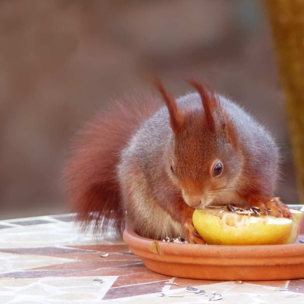 Красивая рыжая белка лакомится фруктом