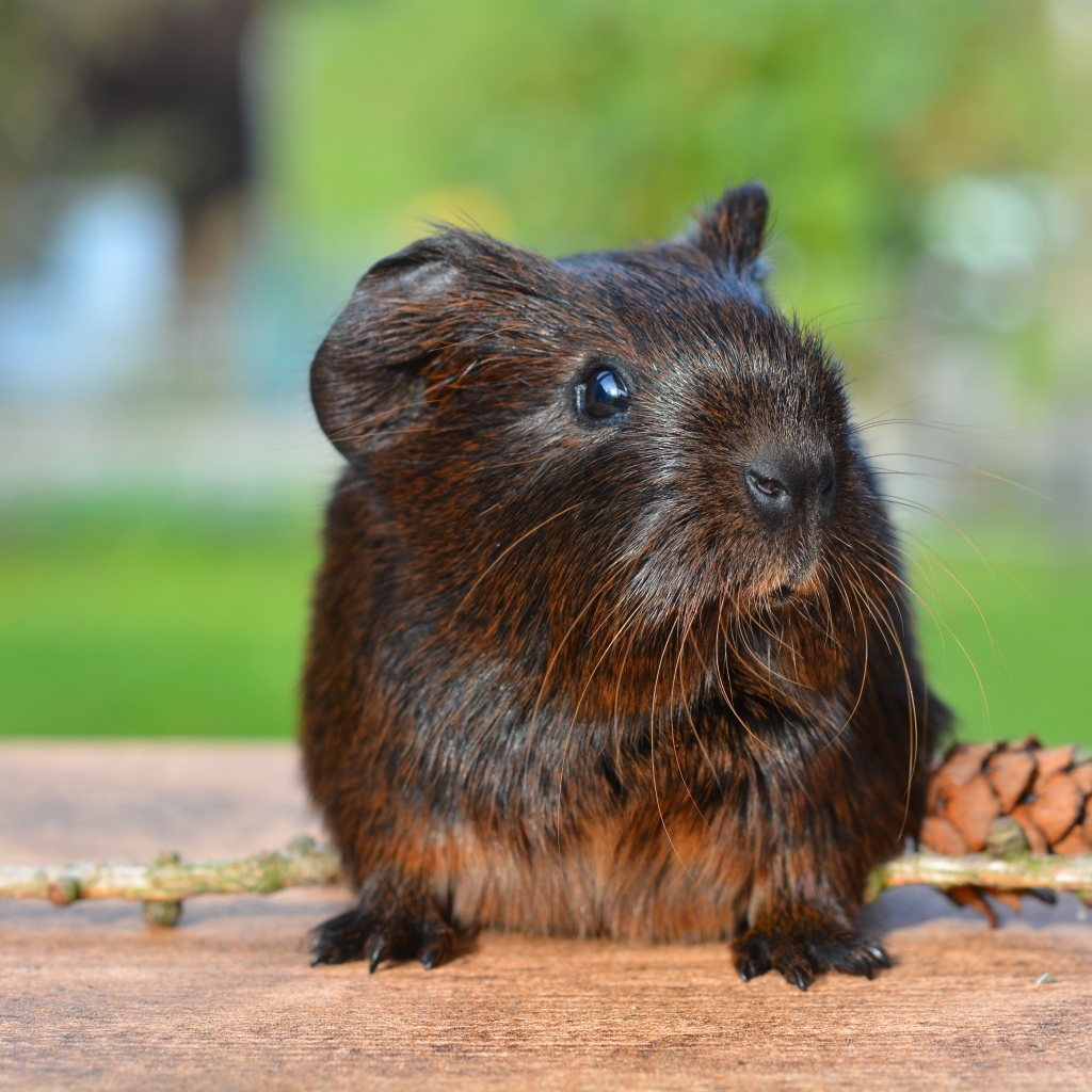 Черная морская свинка с шишкой