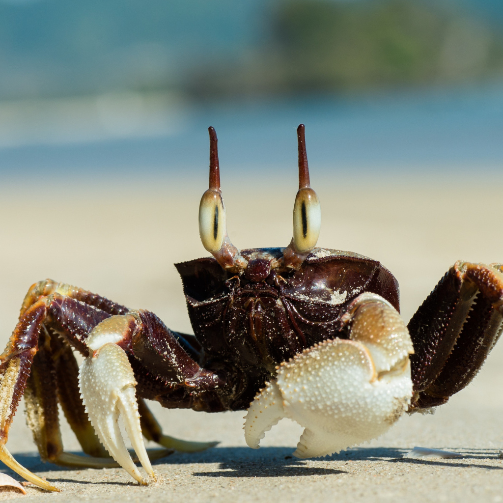 Большой глазастый краб ползет по песку 