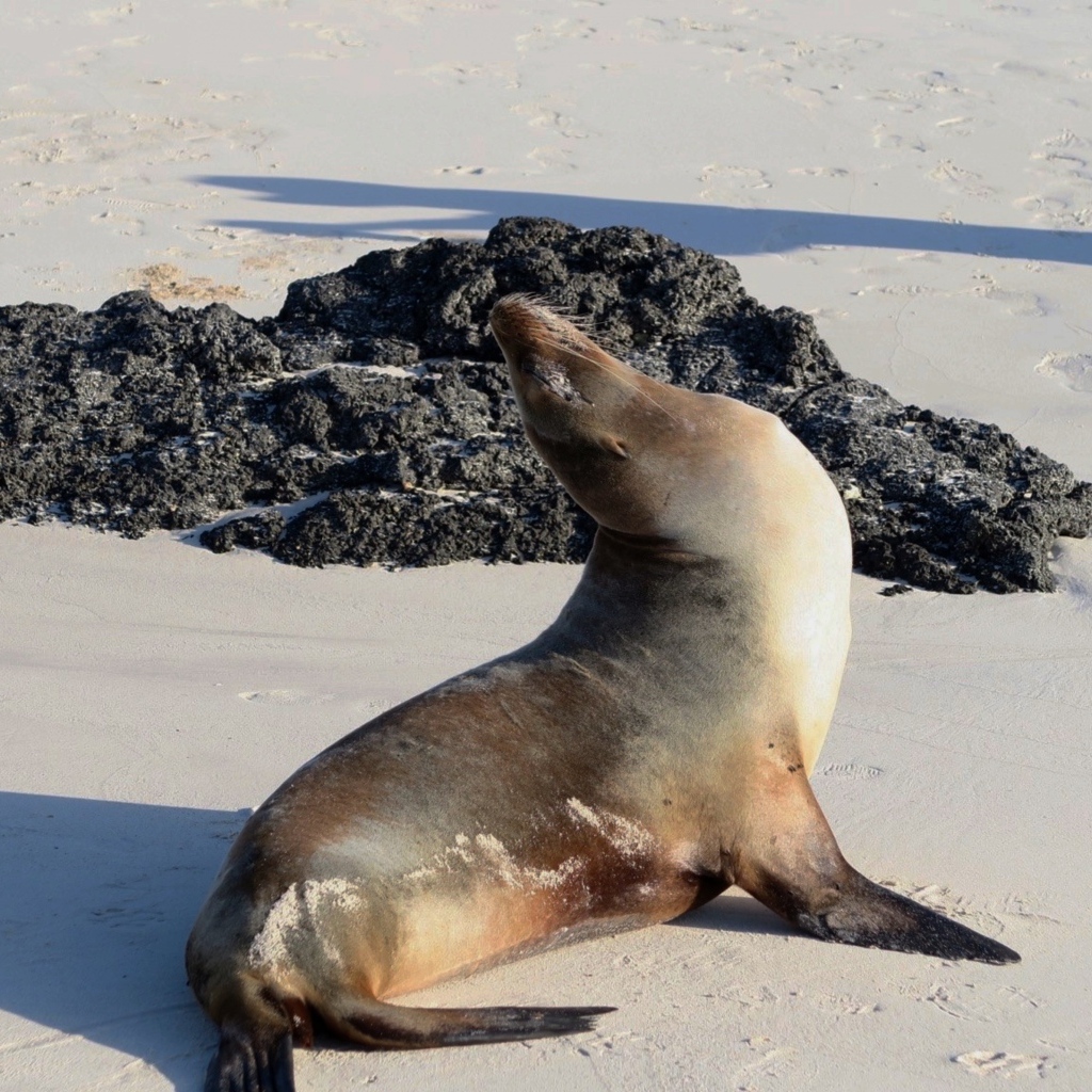 Морской котик греется на солнце на пляже
