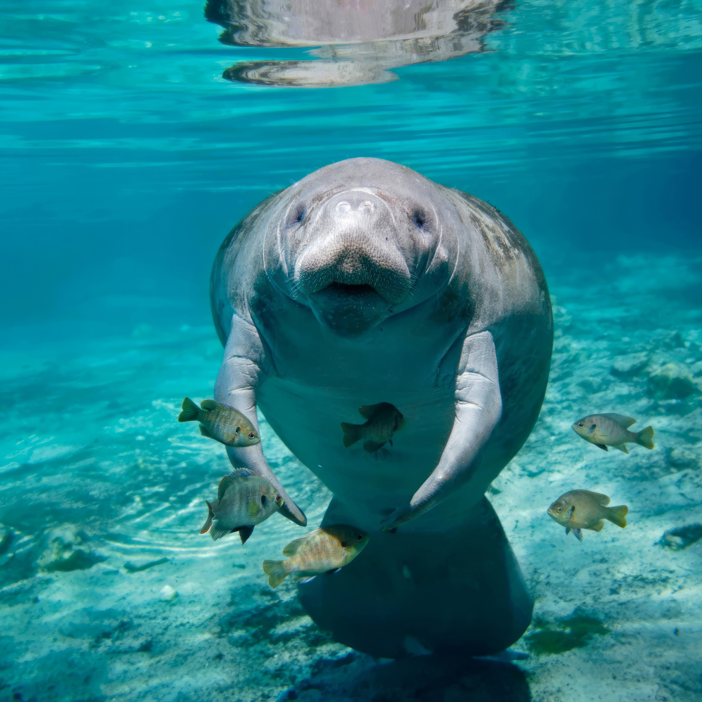 Ламантин с рыбами плавает под водой