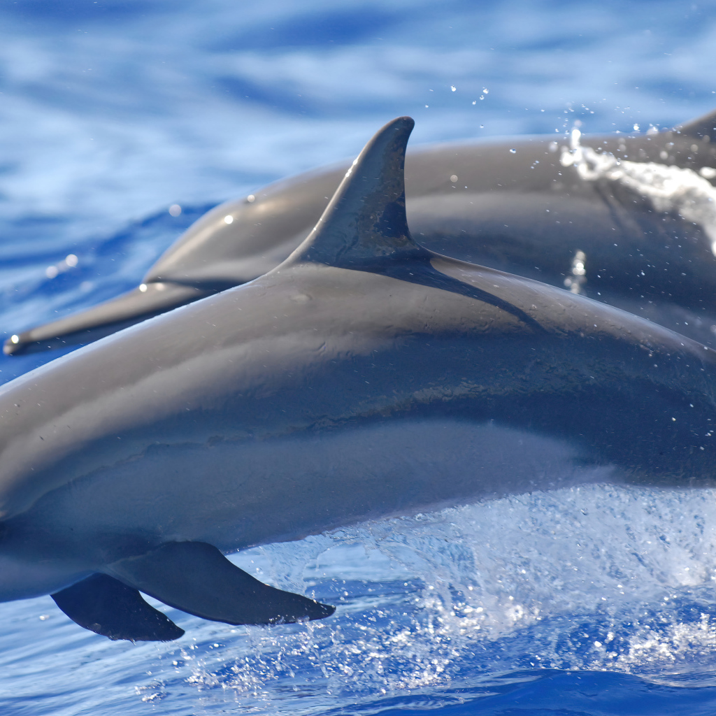 Два серых дельфина плывут по морской воде