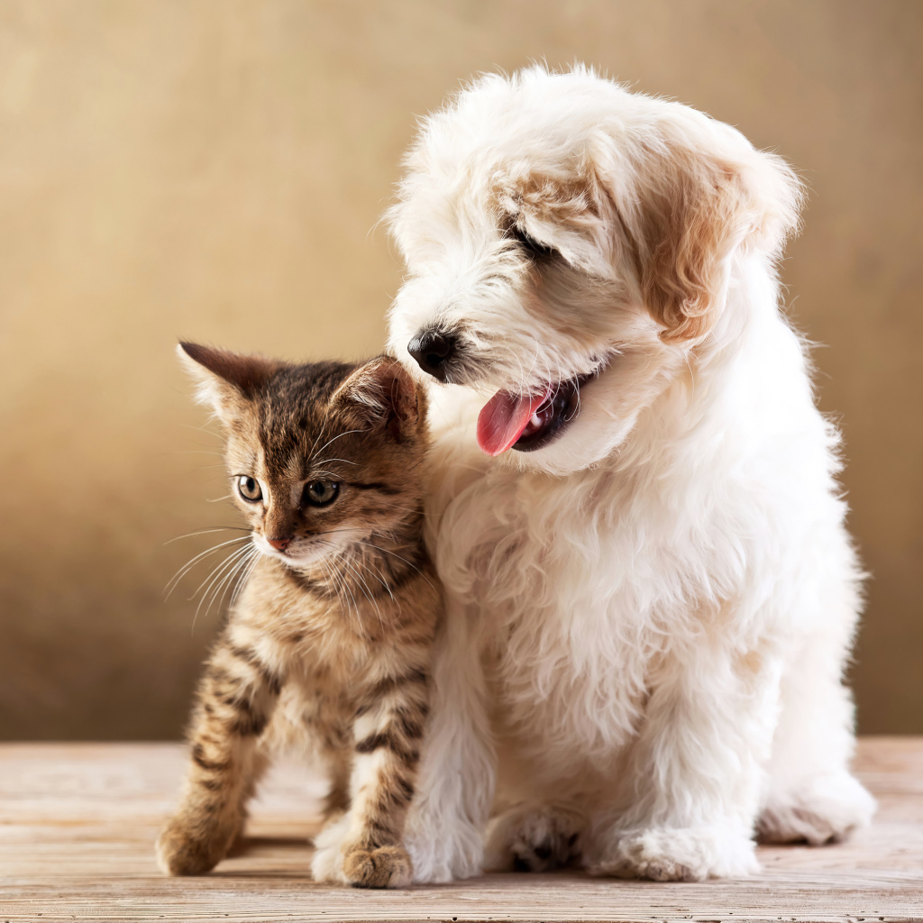 Маленький пушистый щенок с серым котенком