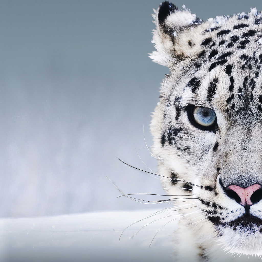 Большой голубоглазый снежный барс