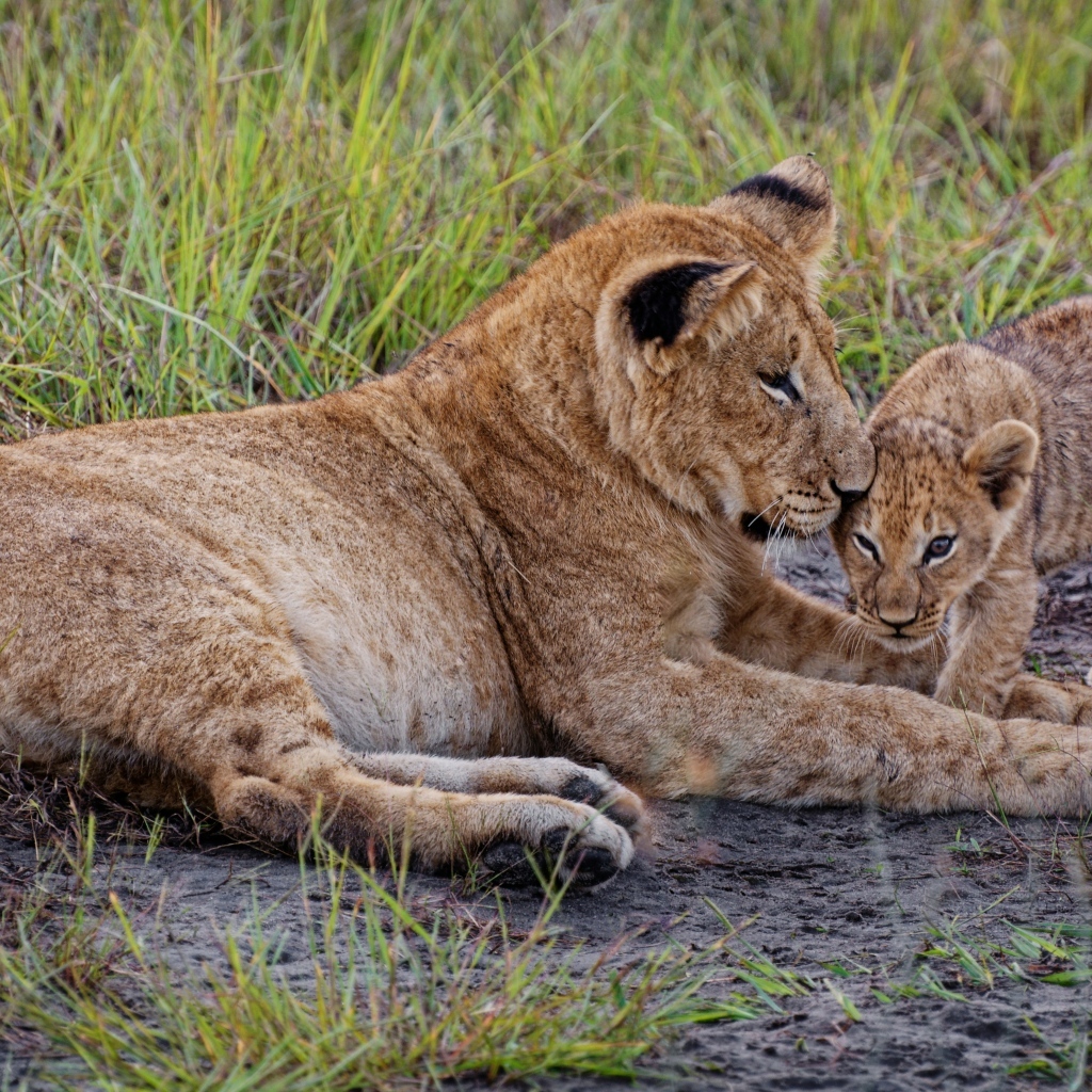 Большая львица с маленьким львенком на траве
