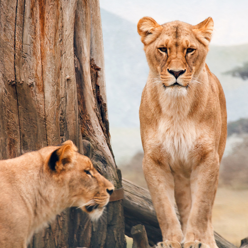 Две львицы стоят у дерева 