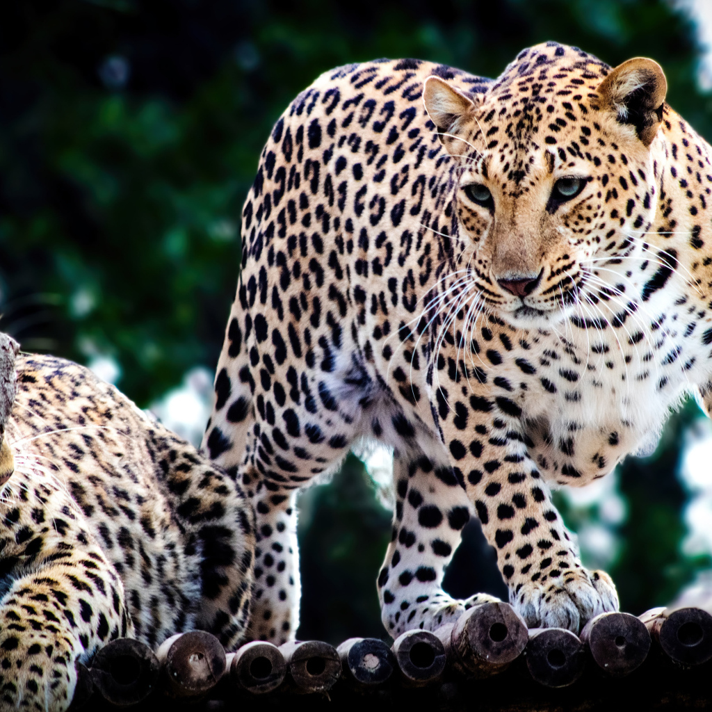 Два пятнистых ягуара в зоопарке