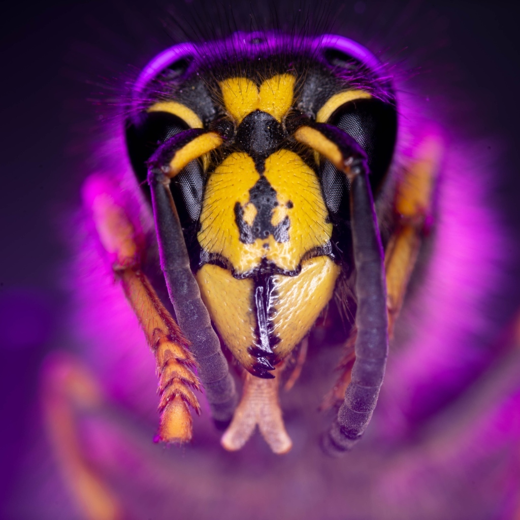 Голова пчелы макросъемка 