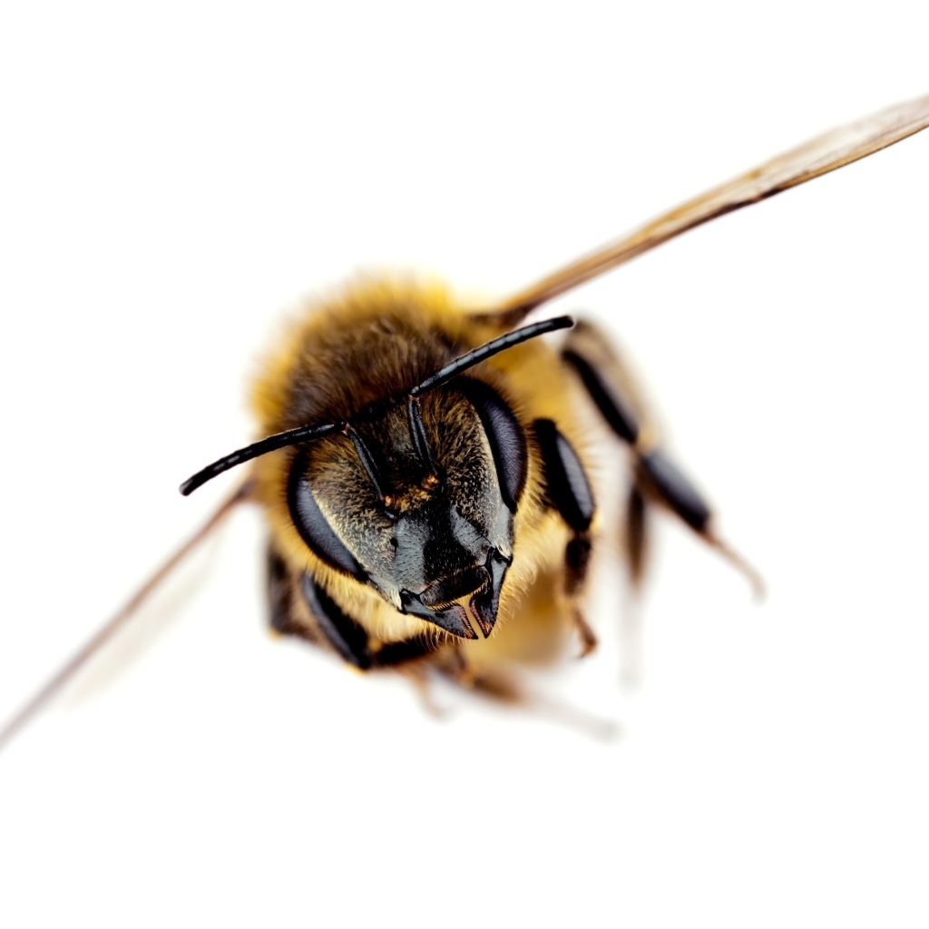 Пчела на белом фоне макросъемка