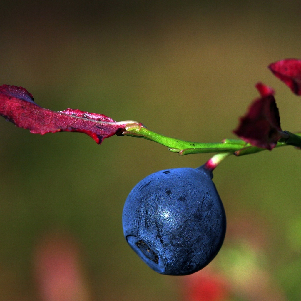 Ягода черники на ветке макросъемка