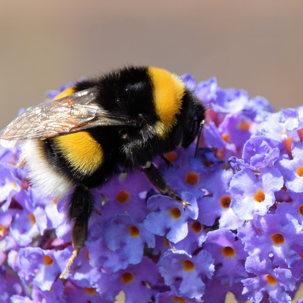 Маленький шмель на сиреневых цветах