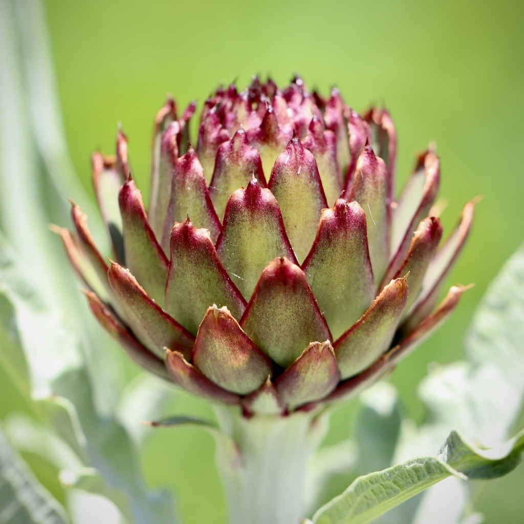 Растение артишок крупным планом