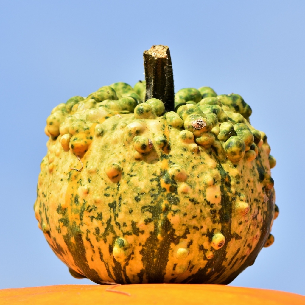 Большая тыква на фоне голубого неба