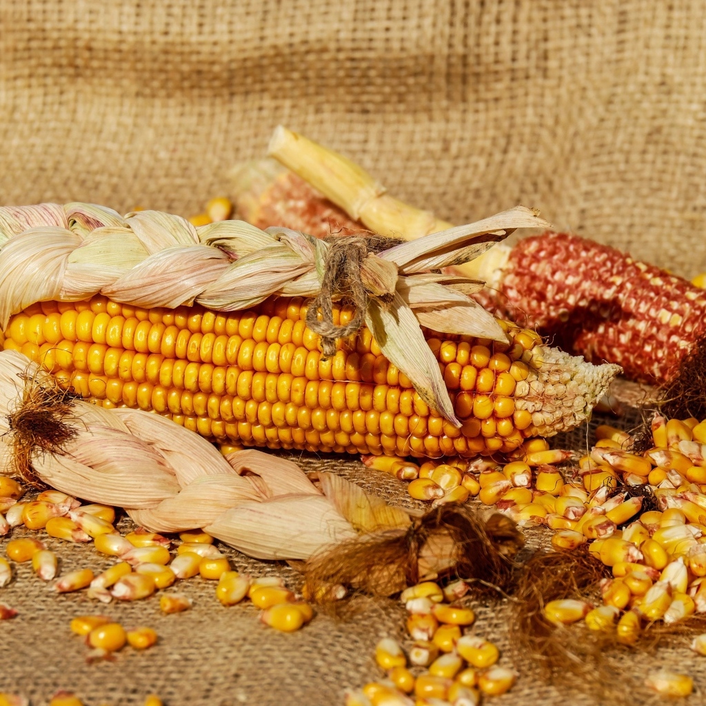 Початки кукурузы с зернами 